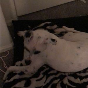 Meet your Posher, Bob